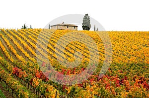 Autumn Atmosphere in a Wineyards in Tuscany, Chianti, Italy