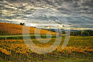 Autumn Atmosphere in a Wineyards in Tuscany, Chianti, Italy