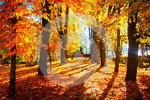 Autumn. Autumn alley in park. Vibrant red and yellow trees on sunny day. Colorful trees in sunlight