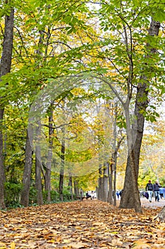 Autumn. Autumn landscape. Autumn colors. Forest route. Orange color tree, red brown maple leaves in autumn city park