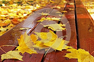 Autumn. Autumn leaves on a bench in the park