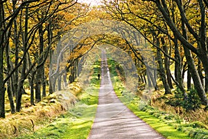 Autumn Avenue