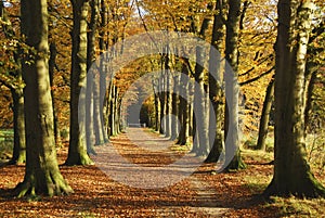 Autumn avenue