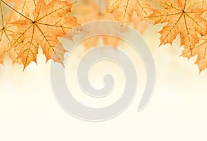 Autumn background