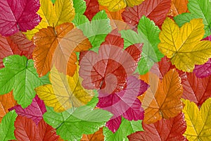 Autumn background