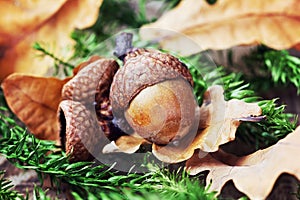 Autumn background with acorns photo