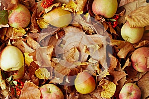 Autumn background with apples, pears, pyracantha and leaves