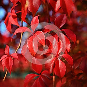 Autumn background. Beautiful colorful leaves in nature with the sun. Seasonal concept outdoors in autumn park