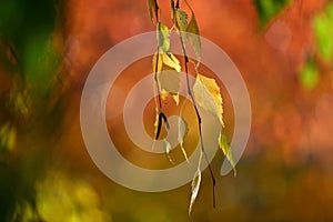 Autumn background. Beautiful colorful leaves in nature with the sun. Seasonal concept outdoors in autumn park