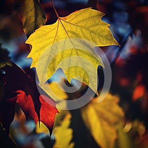 Autumn background. Beautiful colorful leaves in nature with the sun. Seasonal concept outdoors in autumn park