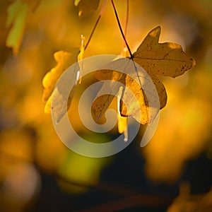 Autumn background. Beautiful colorful leaves in nature with the sun. Seasonal concept outdoors in autumn park