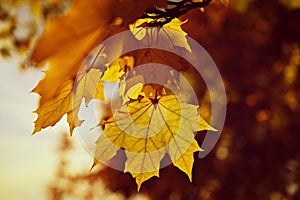 Autumn background. Beautiful colorful leaves in nature with the sun. Seasonal concept outdoors in autumn park