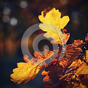 Autumn background. Beautiful colorful leaves in nature with the sun. Seasonal concept outdoors in autumn park