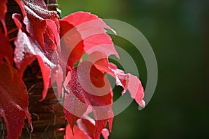 Autumn background. Beautiful colorful leaves from a tree. Fall time in the nature. Water drops - concept for rainy season