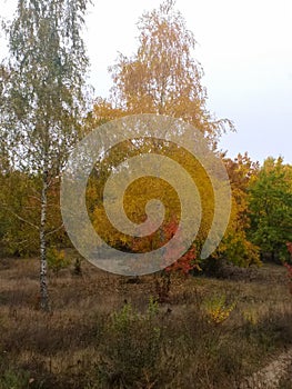 Autumn background: birch tree covered with yellow leaves