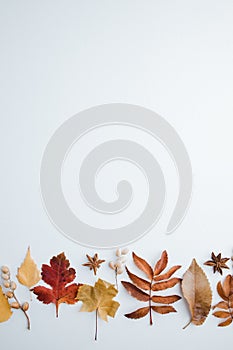Autumn background, border of dried leaves on white