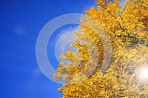 Autumn background. Branches with yellow leaves on a background of sunny blue sky