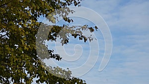 Autumn background - branches with yellow leaves among sky