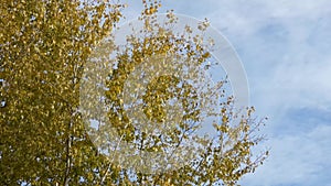 Autumn background - branches with yellow leaves among sky