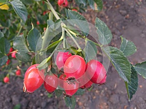 Autumn background: briar berries with green leaves