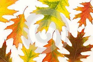 Autumn background with bright autumn oak leaves on white background
