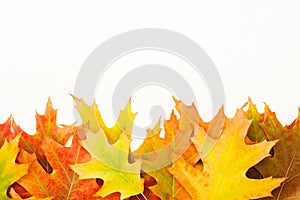 Autumn background with bright autumn oak leaves on white wood background