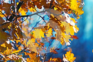 Autumn background with bright oak leaves