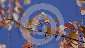 Autumn background. Close-up of autumn branch against sky. Fall leaves on twig rustle in wind in sun`s rays against blue