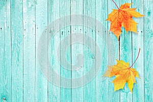 Autumn background with colored maple leaves on old wooden board