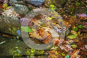 Autumn Background - Colorful fall leaves in a shallow stream with reflections and wet rocks and dappled sunshine - shallow focus