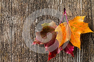 Autumn background with colorful fall maple leaves