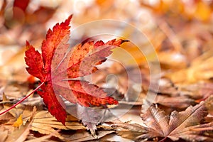 Autumn Background with Colorful Maple Leaves Falling on The Ground