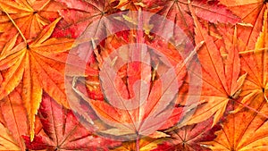 Autumn Background with Colorful Maple Leaves Falling on The Ground