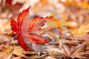 Podzim barvitý javor listy padající na země 