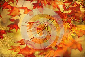 Autumn background. Colorful red fall maple leaves and abstract sun light