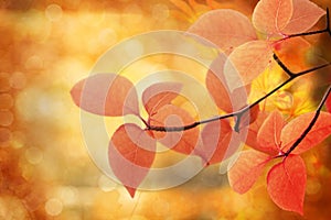 Autumn background. Colorful red fall maple leaves and abstract sun light