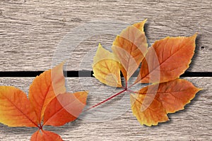 Autumn background. Colorful red and orange fall leaves on wooden background - vintage