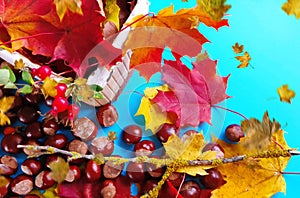 Autumn background colorful yellow leaves red roses chestnuts blue plums season floral beautiful nature abstract season beautiful o