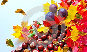 Autumn background colorful yellow leaves red roses chestnuts blue plums season floral beautiful nature abstract season beautiful o