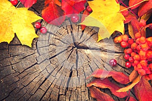 Autumn background with colourful leaves