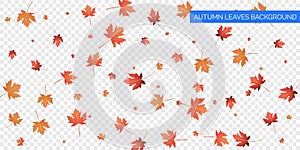 Autumn background design. Autumn falling leaves on transparent background. Vector autumnal foliage fall of maple leaves.
