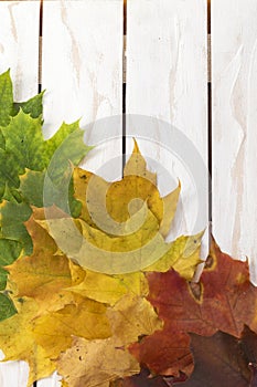 Autumn background with different colour leaves