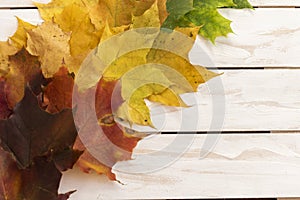 Autumn background with different colour leaves