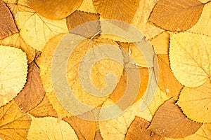 dried yellow, orange and red beech tree leaves. autumn background.