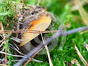 Autumn background. Fall forest season mushroom. Cap of inedible mushroom in green moss, closeup