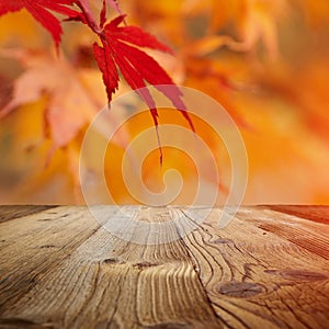 Autumn background, fall leaf concept