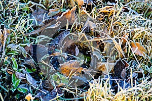 Autumn background. Fall leaves in grass covered with hoarfrost