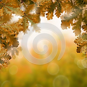 Autumn Background with Fall Oak Leaves