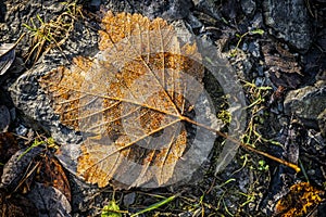 Autumn background with fallen leaf