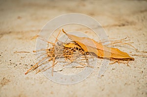 Autumn background. Fallen leaves on a concrete surface. Soft focus, shallow depth of field